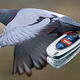 Illustration for article titled Cellphone-Smuggling Pigeons Are a Jailbirds Best Friend